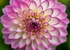 4 Decorative Dahlia.jpg